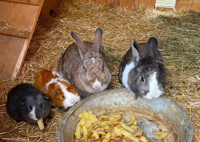 Apartment Frechhof Schladming