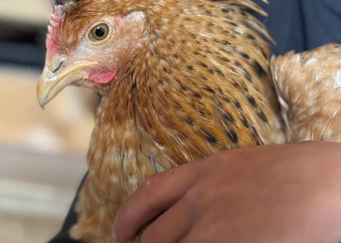 Frechhof Apartment Schladming